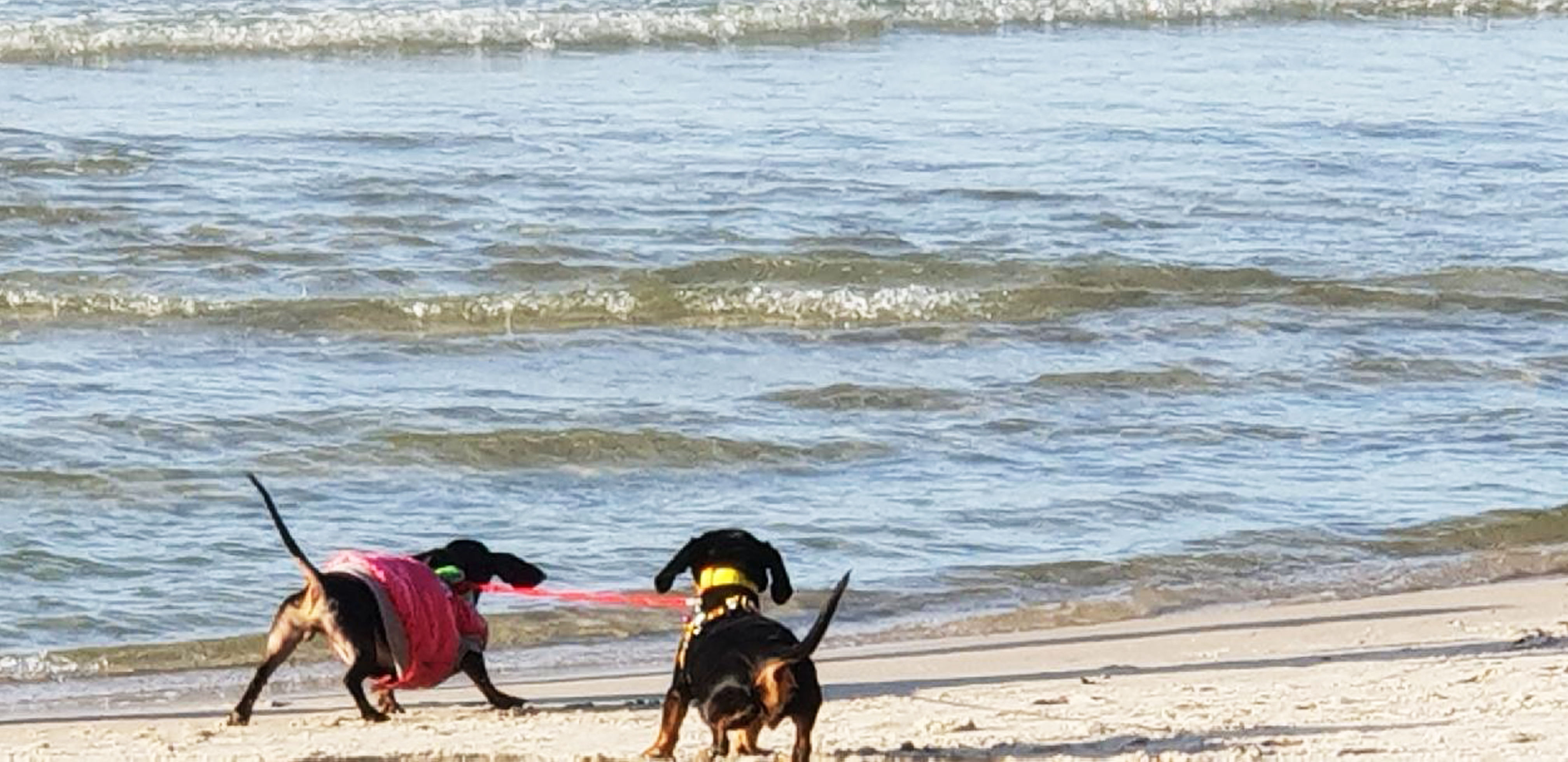 wakacje nad morzem z psem